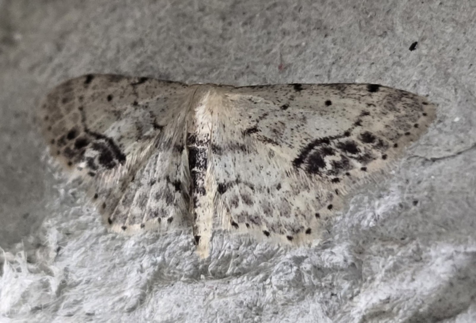 Photo of Single-dotted Wave (Idaea dimidiata)